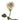 Early Grey Rose