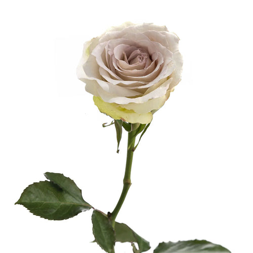 Early Grey Rose