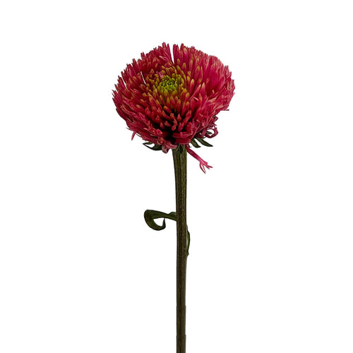Echinacea Coral