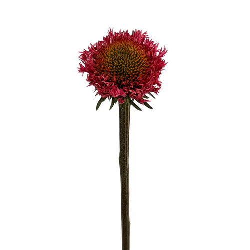 Echinacea Pod
