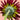 Mini Gerbera Pastini Soiree