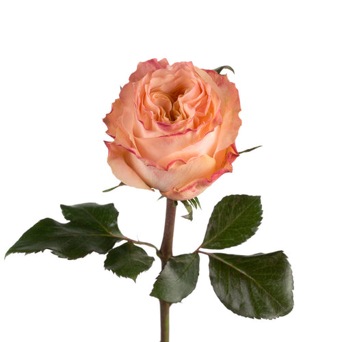 Princess Crown Garden Rose