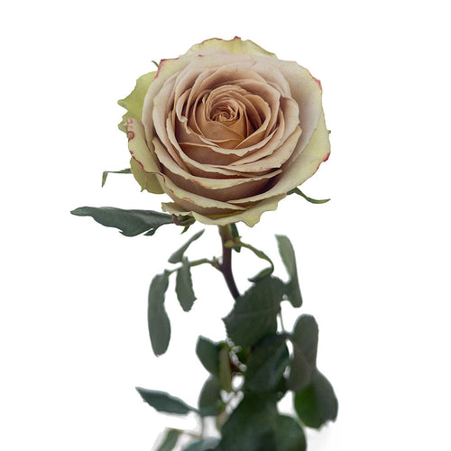 Teddys Rose