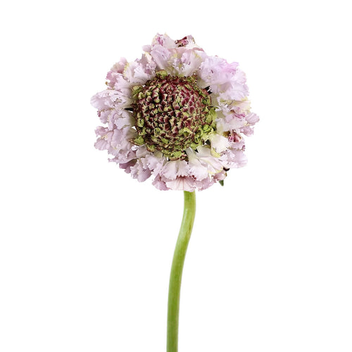 Sweetness Scabiosa