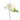 White Freesia