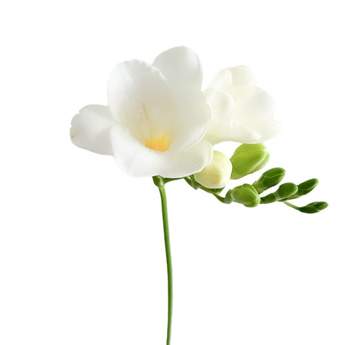 White Freesia