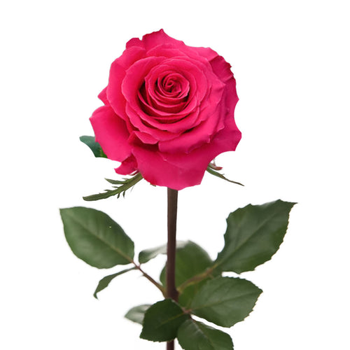 Full Monty Rose