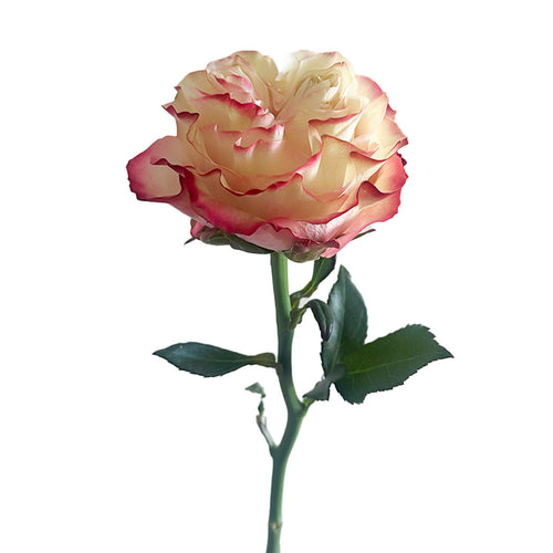 Country Candy Garden Rose
