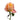 Light Spirit Garden Rose