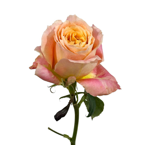 Light Spirit Garden Rose