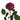 Venturoso Garden Rose