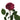 Venturosa Garden Rose