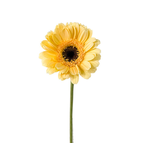 Mini Gerbera Cafe