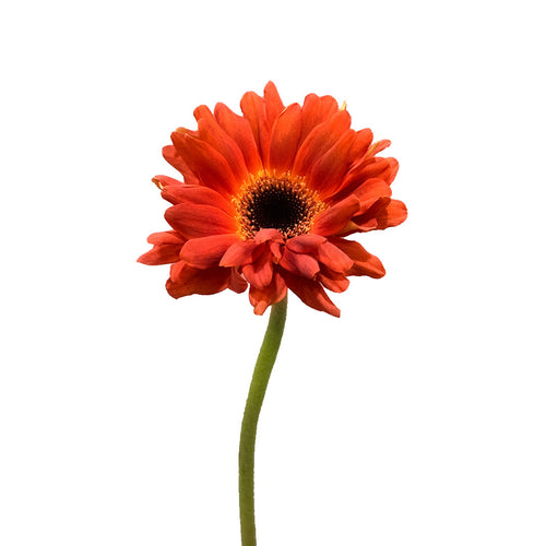 Mini Gerbera Pastini Emily