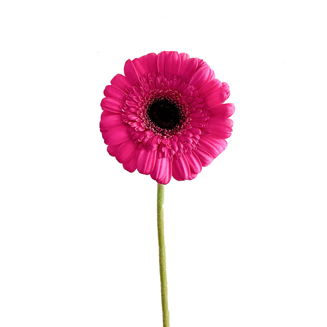 Pink Gerbera Pink Gerbera Pink Gerbera Daisies, Flower Wall Art, Gerber Daisy,