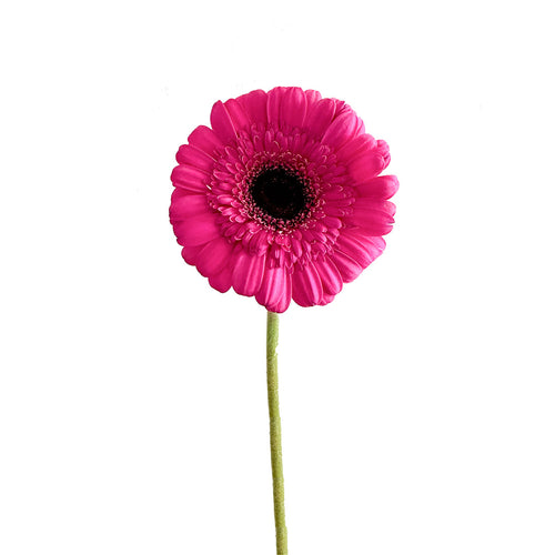 Hot Pink Gerbera