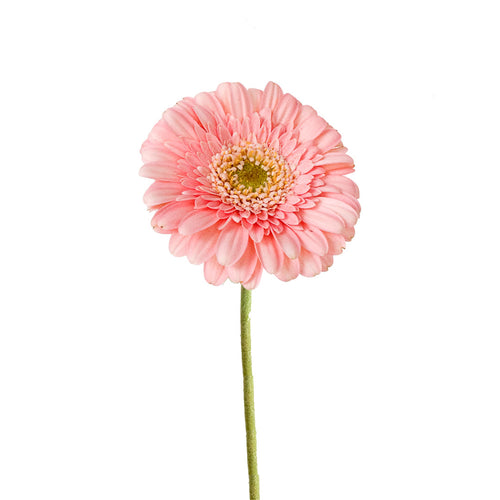 Light Pink Gerbera
