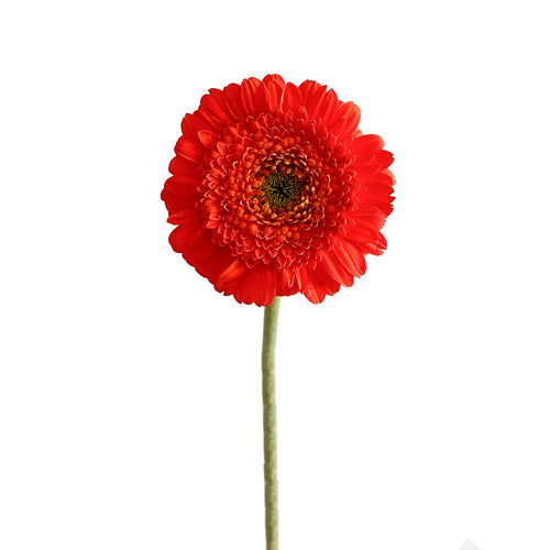 Mini Gerbera Monza