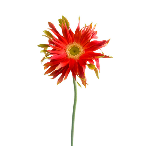 Mini Gerbera Pastini Rivello