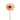 Peach Gerbera