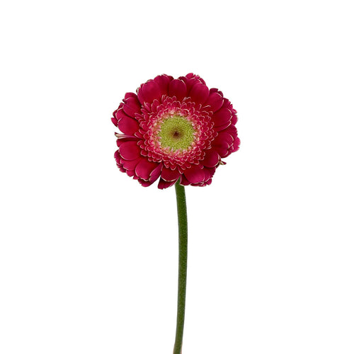 Mini Gerbera Piccolini Ditella