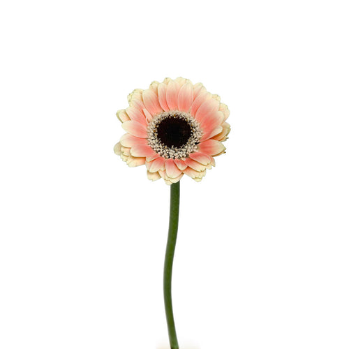 Mini Gerbera Piccolini Molara