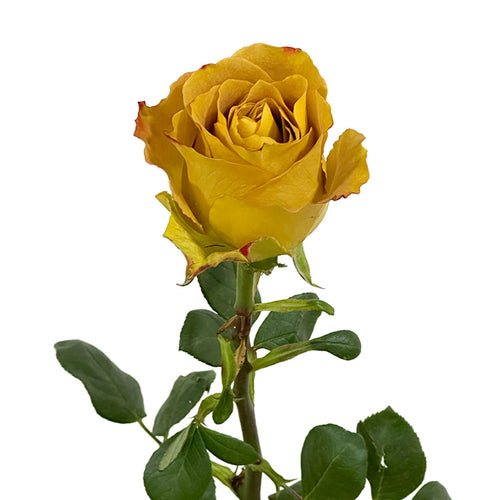Heart of Gold Rose