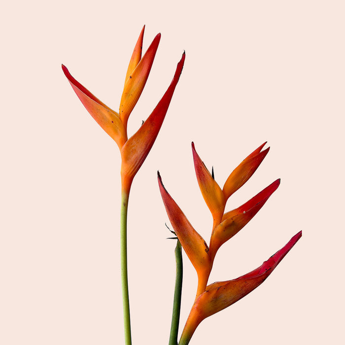 New Stems to See
