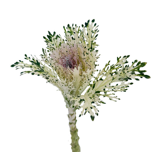 Kale Feather King White