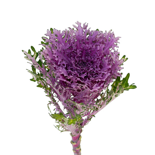 Kale Feather Queen