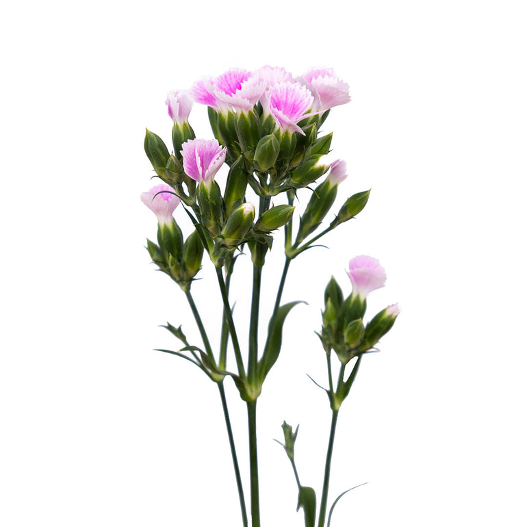 Solomio | Sami Sacha Flowers