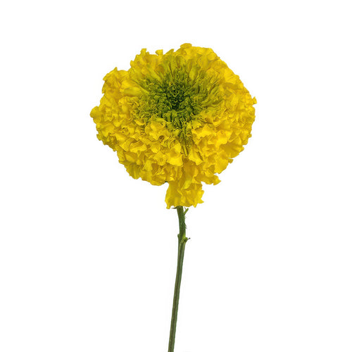 Yellow Marigold