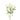 Feverfew Daisy Matricaria Recutita