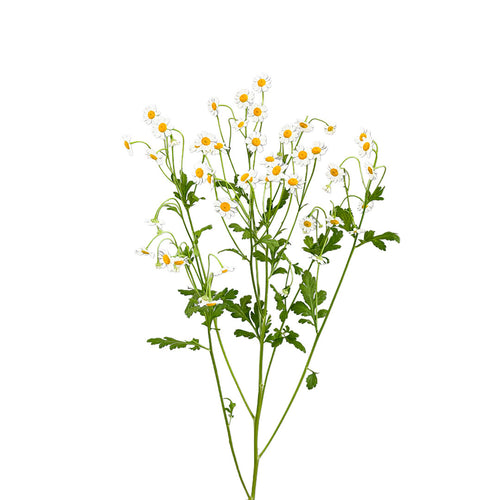 Feverfew Daisy Matricaria Recutita