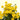 Feverfew Daisy Matricaria Snowball Yellow