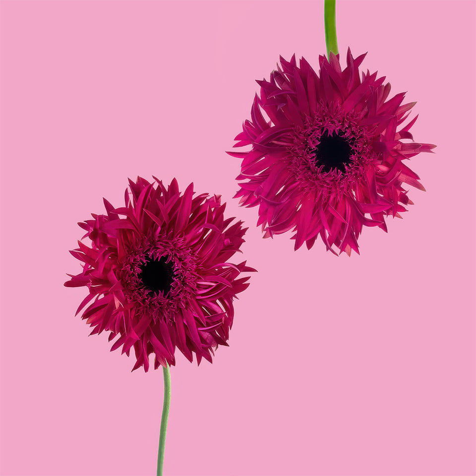 Mini Gerbera Spider Score Sami Sacha Flowers
