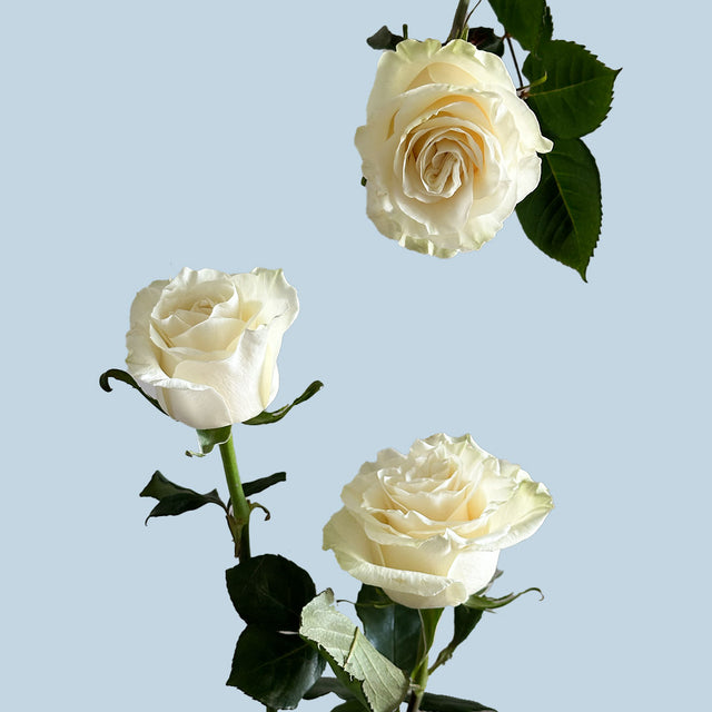 Mondial Rose | Sami Sacha Flowers