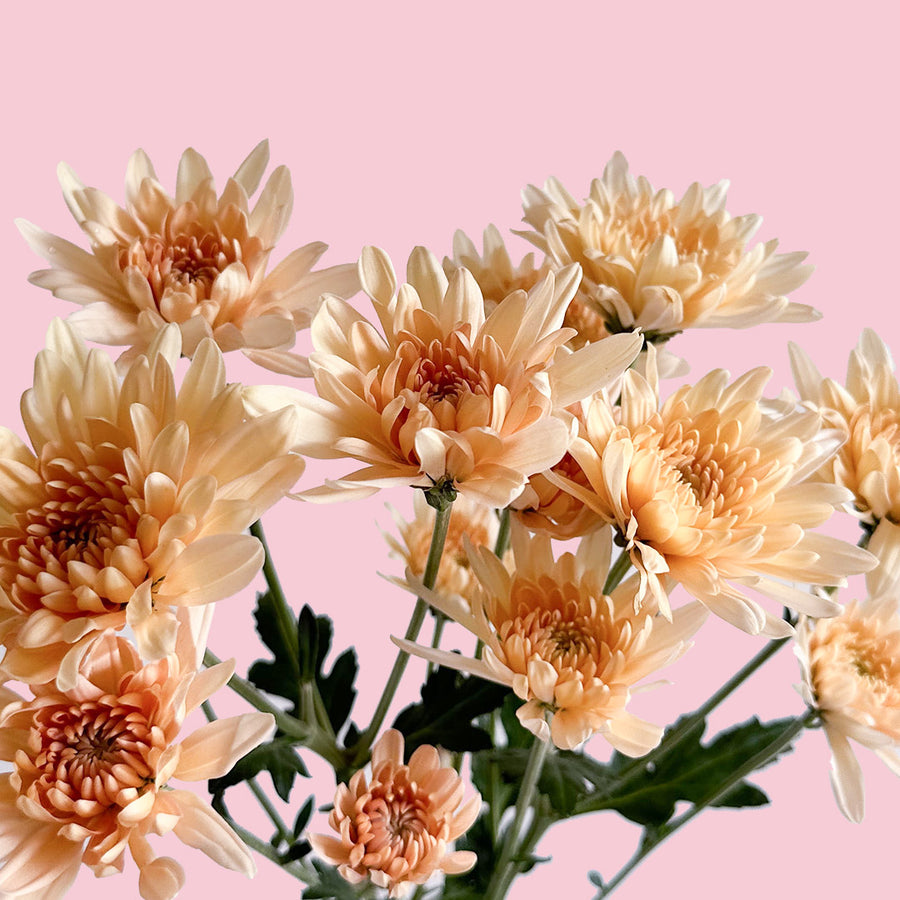 Pom Pom Linette