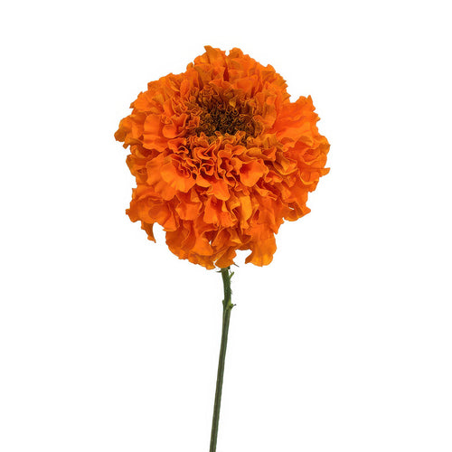 Orange Marigold