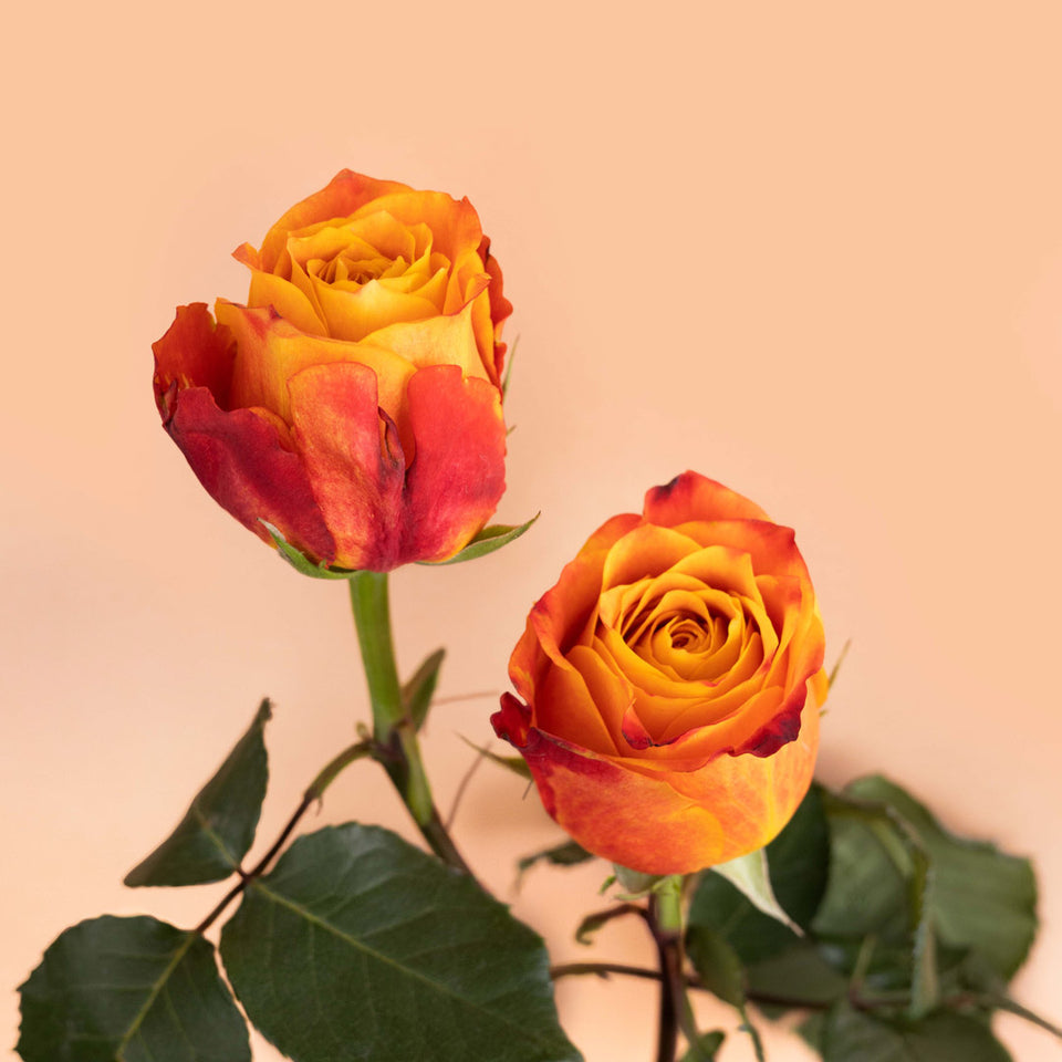 Atomic Rrose Atomic Rose | Sami Sacha Flowers