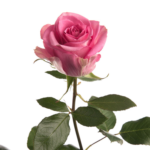 Pink Roses