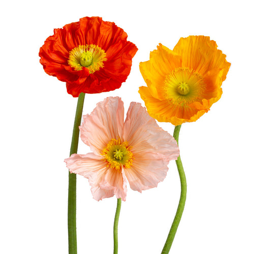 Assorted Poppies