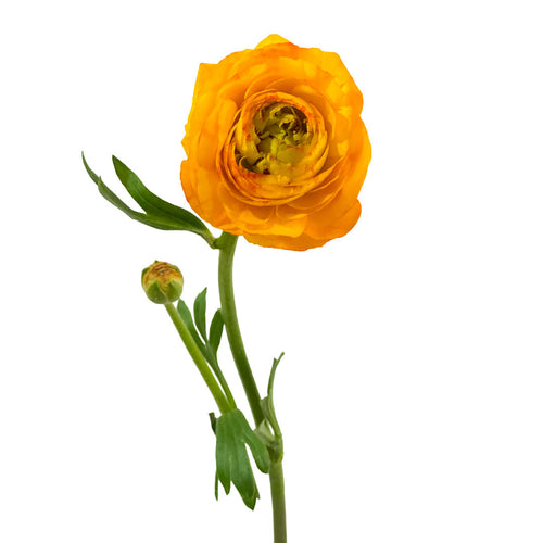 Elegance Amandine Picotte Ranunculus