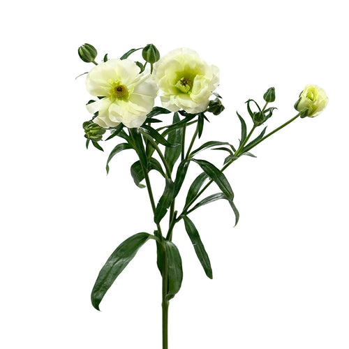 Ranunculus Butterfly Moderna Gracee