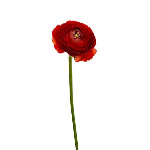 Elegance Cioccolato Ranunculus