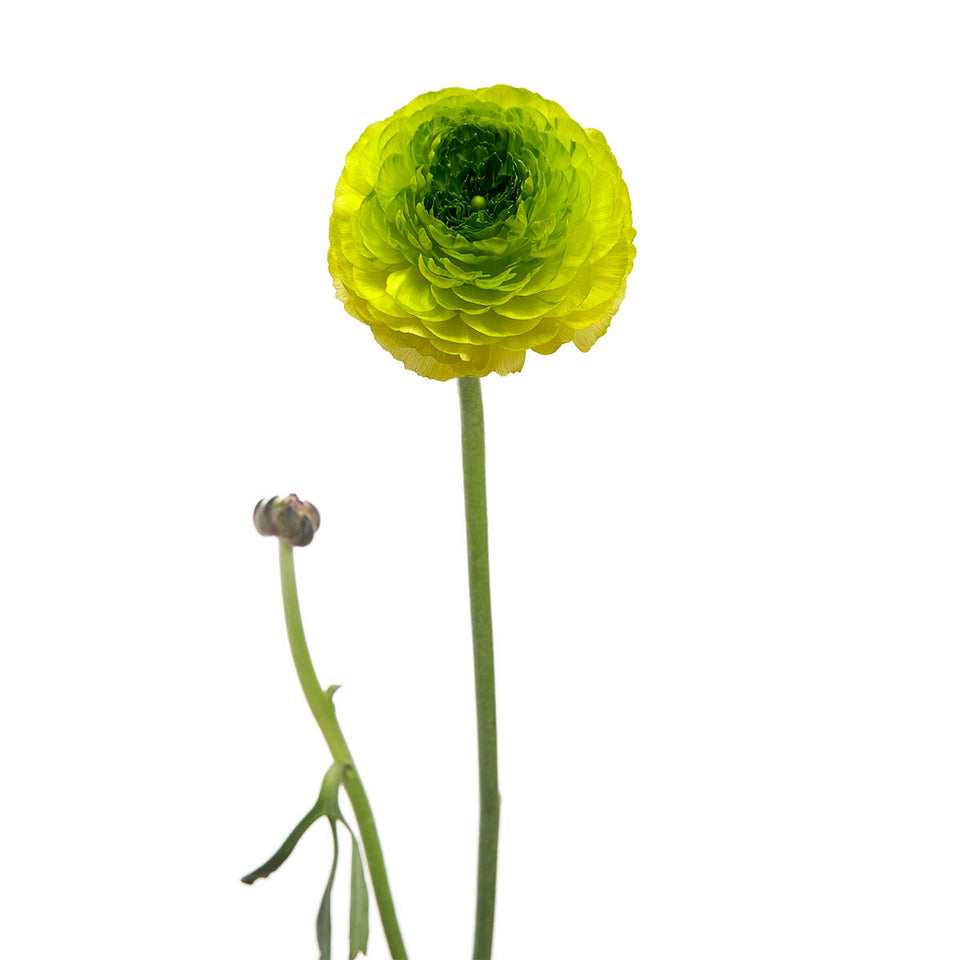 Green Ranunculus | Sami Sacha Flowers