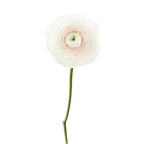 Success Hanoi Ranunculus