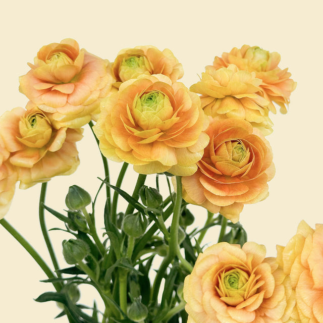 Ranunculus Butterfly Moderna Miele | Sami Sacha Flowers