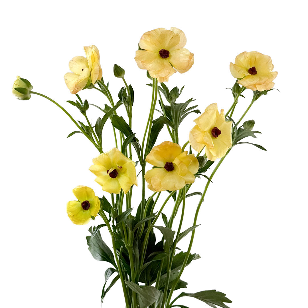 Butterflu Ranunculus Ranunculus Butterfly Caramel | Sami Sacha Flowers