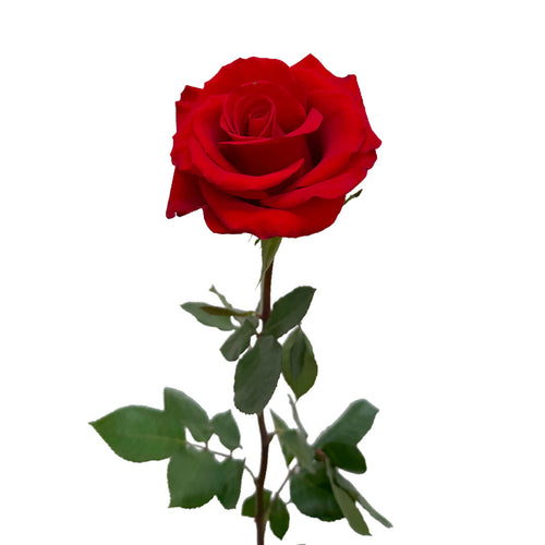 Revolution Rose